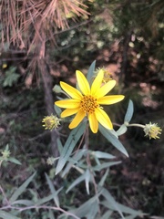 Helianthus schweinitzii