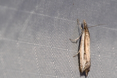 Raphiptera argillaceellus