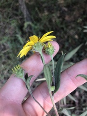 Helianthus schweinitzii