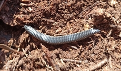 Rossiulus kessleri