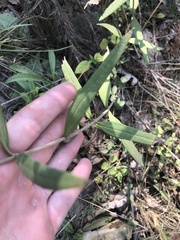 Helianthus schweinitzii