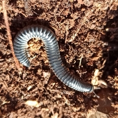 Rossiulus kessleri