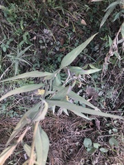 Helianthus schweinitzii