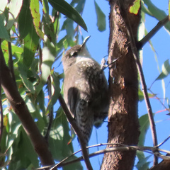 Cormobates leucophaea