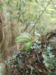Drymoanthus adversus