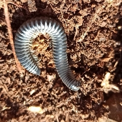 Rossiulus kessleri