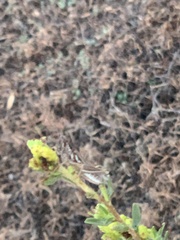 Melanoplus cinereus