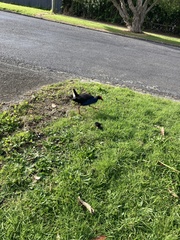 Porphyrio melanotus melanotus