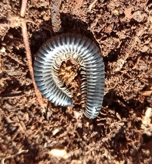 Rossiulus kessleri