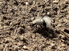Dasymutilla sackenii