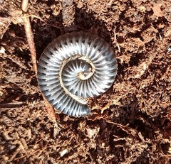 Rossiulus kessleri