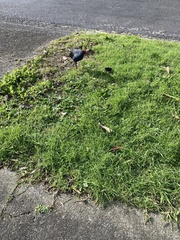 Porphyrio melanotus melanotus