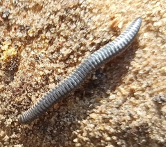 Rossiulus kessleri