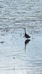 Egretta novaehollandiae novaehollandiae