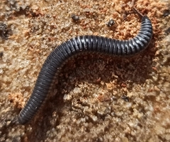 Rossiulus kessleri