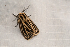 Apantesis virguncula