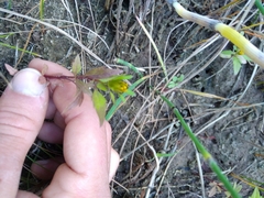 Bidens tripartita