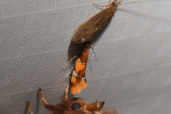 Epicallima argenticinctella