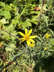 Helianthus laevigatus