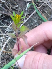 Bidens tripartita