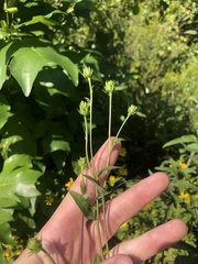 Helianthus laevigatus