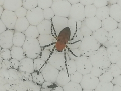 Alpaida gallardoi