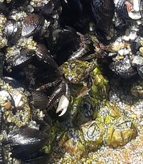 Pachygrapsus socius