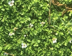 Bacopa monnieri