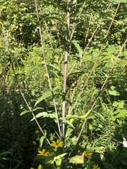 Helianthus laevigatus