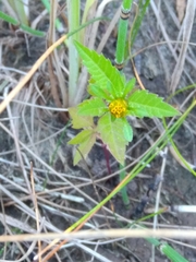 Bidens tripartita