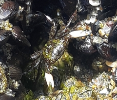 Pachygrapsus socius