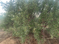 Quercus berberidifolia