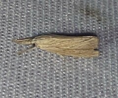 Eoreuma densellus