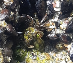 Pachygrapsus socius