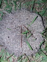 Pheidole obscurithorax