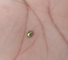 Charidotella succinea