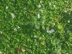 Bacopa monnieri
