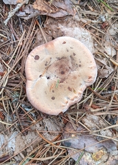 Hydnellum peckii
