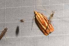 Sparganothis tristriata