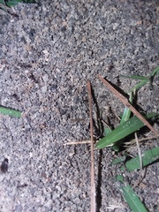 Pheidole obscurithorax
