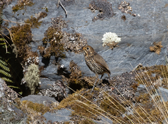 Grallaria andicolus