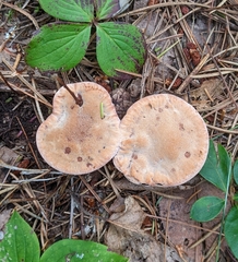 Hydnellum peckii