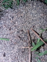 Pheidole obscurithorax