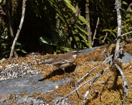 Cream-winged Cinclodes (Cinclodes albiventris), photo 8