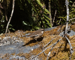 Cinclodes albiventris