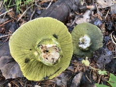 Hypomyces luteovirens