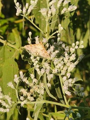 Nomophilini