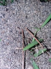 Pheidole obscurithorax