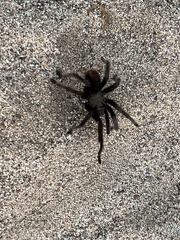 Aphonopelma steindachneri