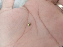 Charidotella succinea